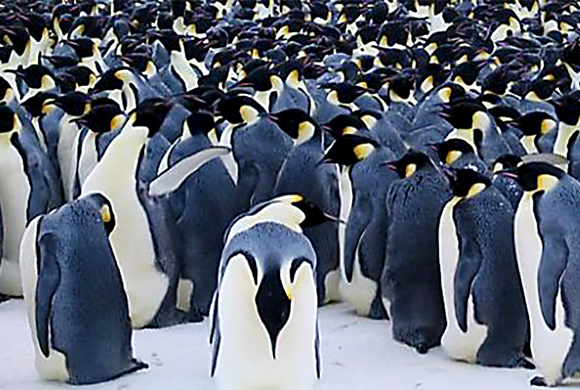Chile y Argentina lideran propuesta de Área Marina Protegida para las especies en la Antártica