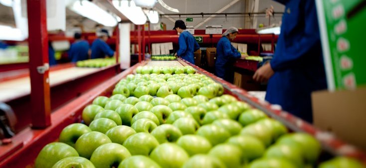 Indonesia autoriza que frutas chilenas puedan desembarcar en el puerto de Yakarta